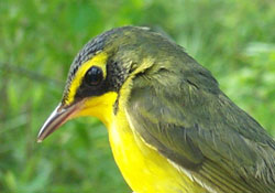 Kentucky Warbler. Photo by Scott Somershoe.