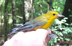 Prothonotary Warbler. Photo by Scott Somershoe.