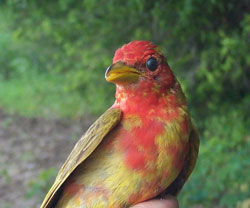 Summer Tanager. Photo by Scott Somershoe.