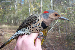Yellow-shafted Flicker. Photo by Scott Somershoe.