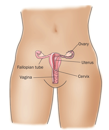 Diagram of the ovaries