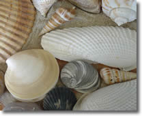 bivalves & gastropods