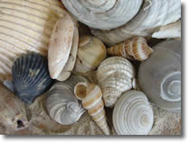 gastropods & bivalves