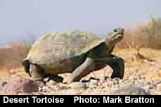 Desert tortoise photo by Mark Bratton