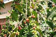 Coffe Beans Grown by USADF Grantee COOPAC 