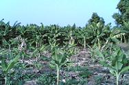 Banana Fields in Senegal