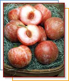 Photo of Pluots