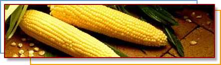 Photo of corn