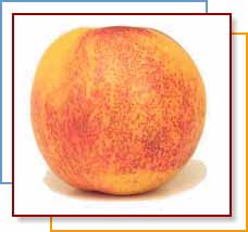 Photo of a ripe nectarine