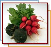 Photo of radishes