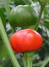 Photo of cherry chili