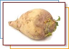 Photo of a rutabaga