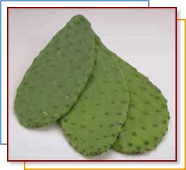 Photo of cactus