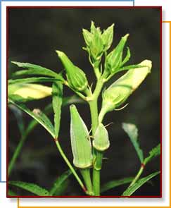 Photo of okra ready to be harvested