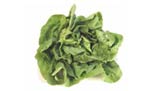 Photo of Butterhead lettuce type