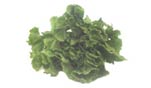 Photo of Escarolelettuce variety