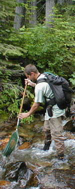Scientist uses a net to sample ascaphus in a river