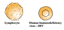 The image is a diagram of a Lymphocyte cell and a Human Immunodeficiency Virus (HIV) cell