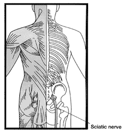 Image depicting the Sciatic nerve and surrounding bones and back muscles.