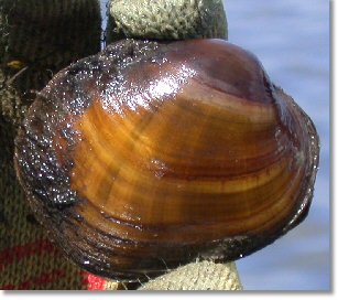 Endangered Higgins' Eye Pearlymussel