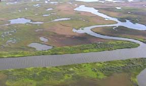 aerial photo of brown marsh patches in coastal Louisiana