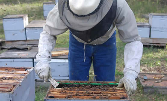 Beekeeper bending over hive with tool in hand.