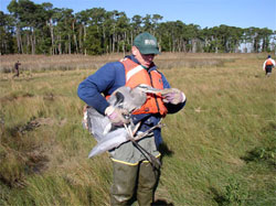 Barnett Rattner with Heron