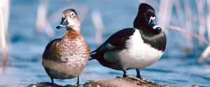 Ring-necked Ducks