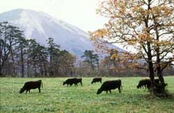 Cattle grazing in Japan, FAO Photo/Griffin