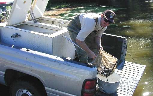 Photo of an employee transporting fingerlings - Photo credit:  U.S. Fish and Wildlife Service