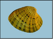 Photo of the butterfly mussel.