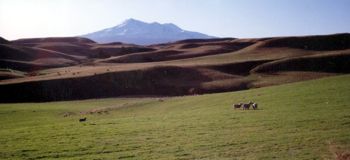 Pasture land for sheep, New Zealand