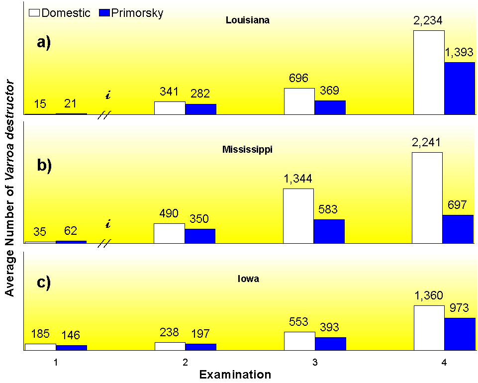 Fig.1 -  The average number of adult V. destructor mites in Primorsky (Blue) and domestic (White) honey bee colonies at 4 examinations separated by 34 day intervals in three states in 1999.? i, an inoculation of about 100 mites was given to colonies in Louisiana and Mississippi at the time indicated.