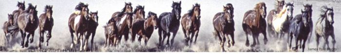 BLM Mustangs on the Public Rangelands