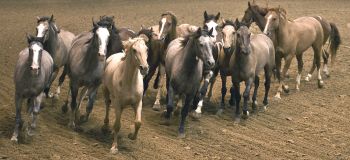 Mustang Magic Horses - Copyright CEBrooks/2008