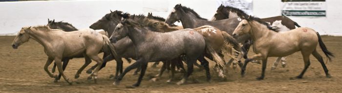 Mustang Magic Horses - Copyright CEBrooks/2008