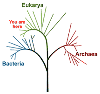 The molecular "Tree of Life"