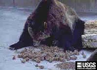 grizzly bear eating whitebark pine cones