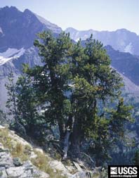 healthy whitebark pine
