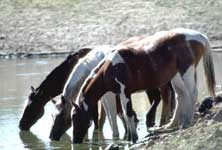 S. Steens, OR - Herd Management Area