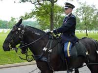 "Lonesome" adopted by the Caisson Platoon for the Arlington Cemetery