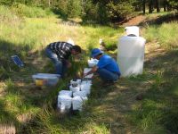 Scientists checking fish held in plastic containers that were exposed to a constant metal concentration as part of a field experiment to compare survival of trout fry (newly hatched fish) exposed to constant versus varying metal concentrations, High Ore Creek, Mont.
