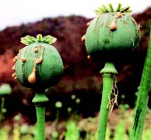 Opium poppy pods with fluid seeping from incisions.