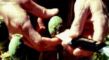 Picture of dried opium being scraped off of an opium poppy pod with a putty knife.