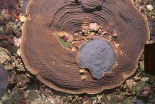 Photo of corals on pulley ridge reef.