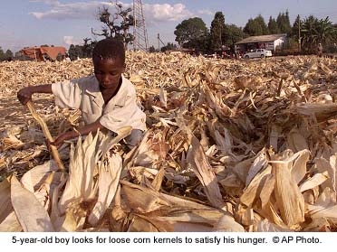 5-year-old boy looks for loose corn kernels to satisfy his hunger.