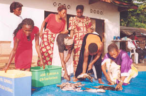 Women of the Democratic Republic of the Congo prepare dried fish to sell