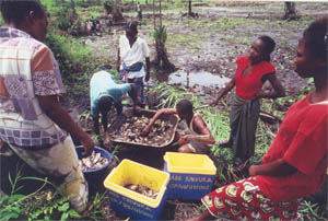 Women of the Democratic Republic of the Congo prepare dried fish to sell