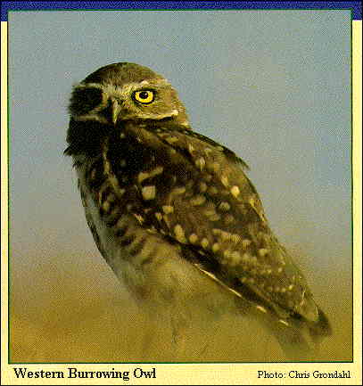 JPG -- Picture of Young Burrowing owls