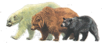 polar, brown, and black bear